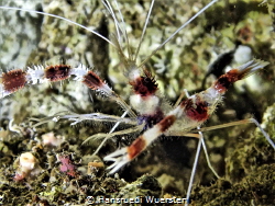Stenopus hispidus banded cleaner shrimp by Hansruedi Wuersten 